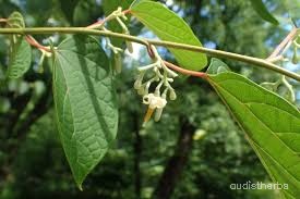 Alangium begoniaefolium flower6.jpg